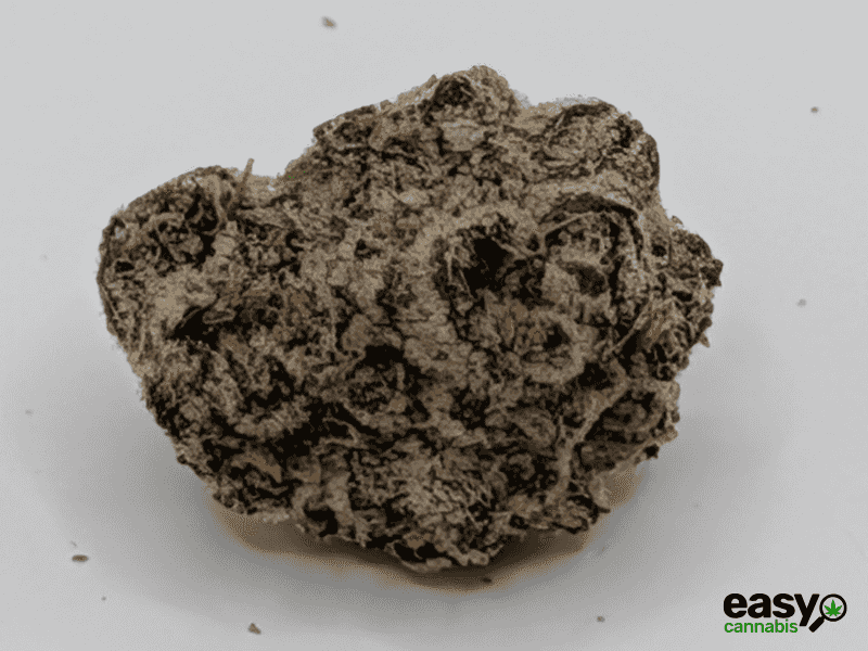 קנאביס רפואי תפרחת אייץ'18 - T22/C4 - H18 שיח מדיקל לילה - אינדיקה