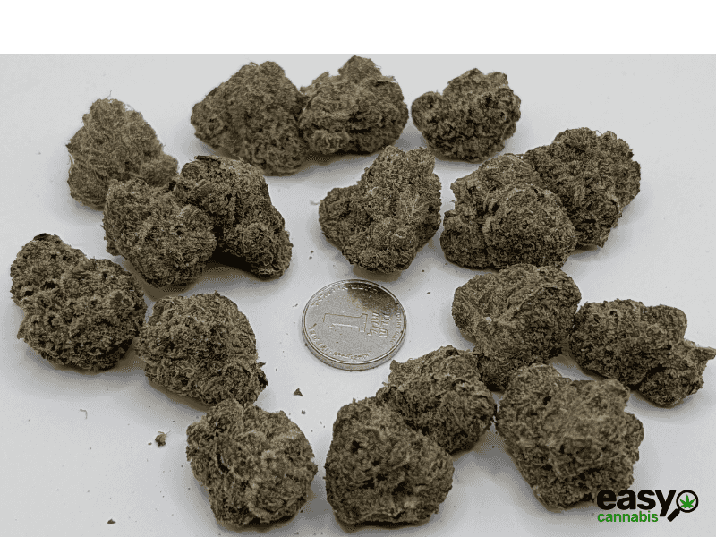 קנאביס רפואי תפרחת אייץ'18 - T22/C4 - H18 שיח מדיקל לילה - אינדיקה