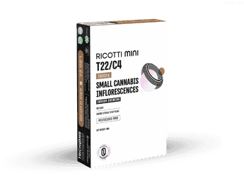 תפרחת ריקוטי מיני - T22/C4 - Ricotti Mini