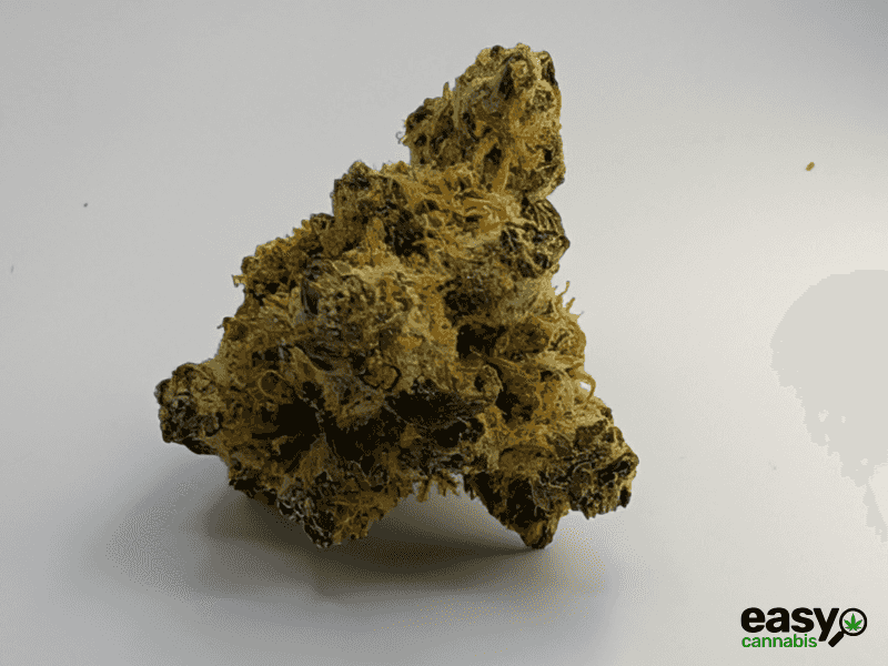 קנאביס רפואי תפרחת קליפסו - T22/C4 - Calypso מדוקאן יום\לילה - היברידי