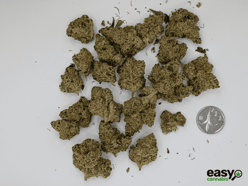 קנאביס רפואי תפרחת קליפסו - T22/C4 - Calypso מדוקאן יום\לילה - היברידי