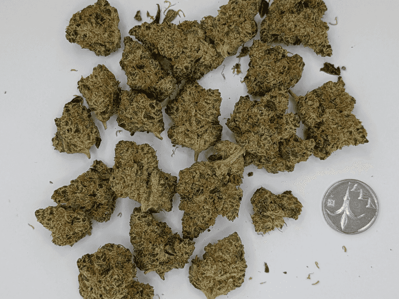 קנאביס רפואי תפרחת קליפסו - T22/C4 - Calypso מדוקאן יום\לילה - היברידי