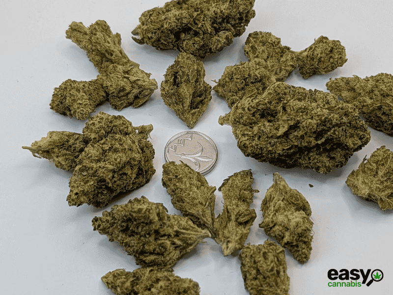 קנאביס רפואי תפרחת אריאה - T22/C4 - Aria מדוקאן לילה - אינדיקה