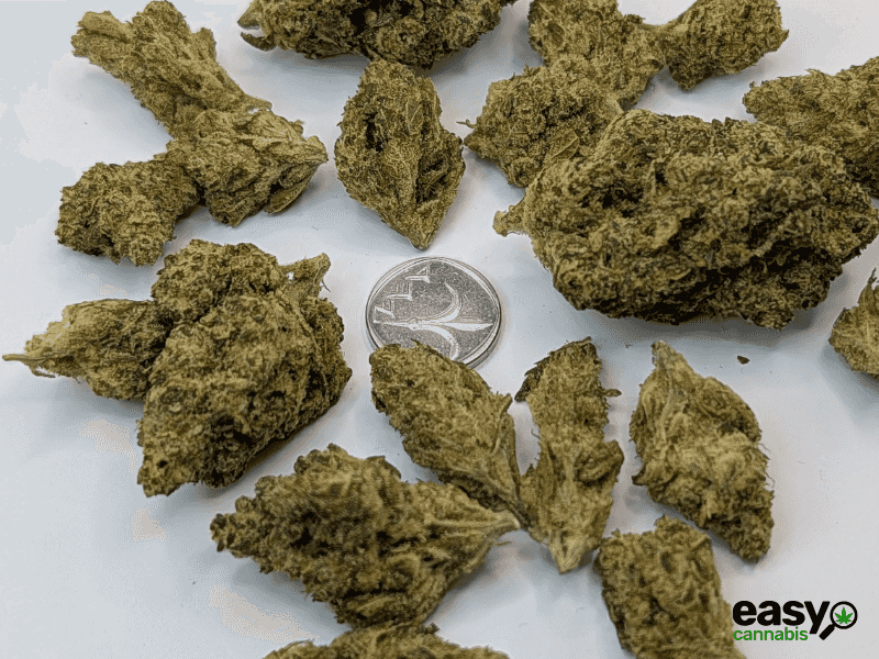 קנאביס רפואי תפרחת אריאה - T22/C4 - Aria מדוקאן לילה - אינדיקה