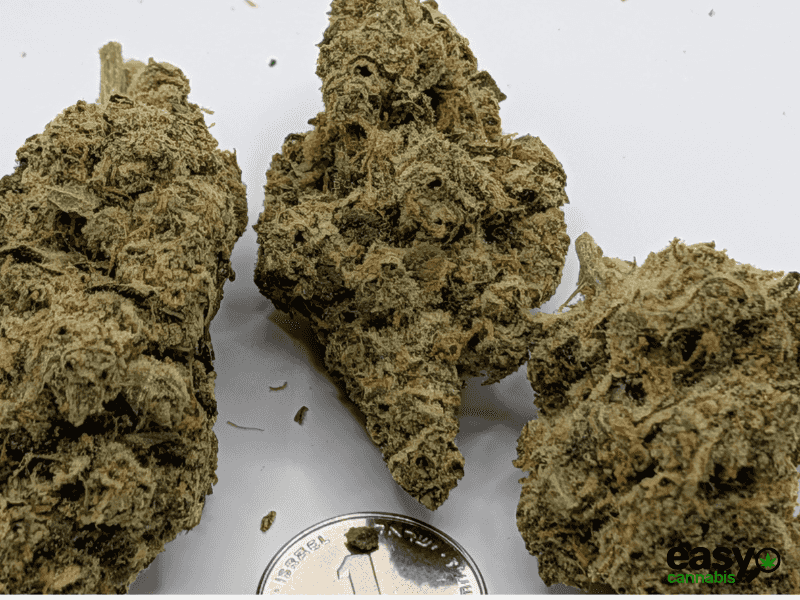 קנאביס רפואי תפרחת אלגרו - T22/C4 - Allegro מדוקאן יום - סאטיבה