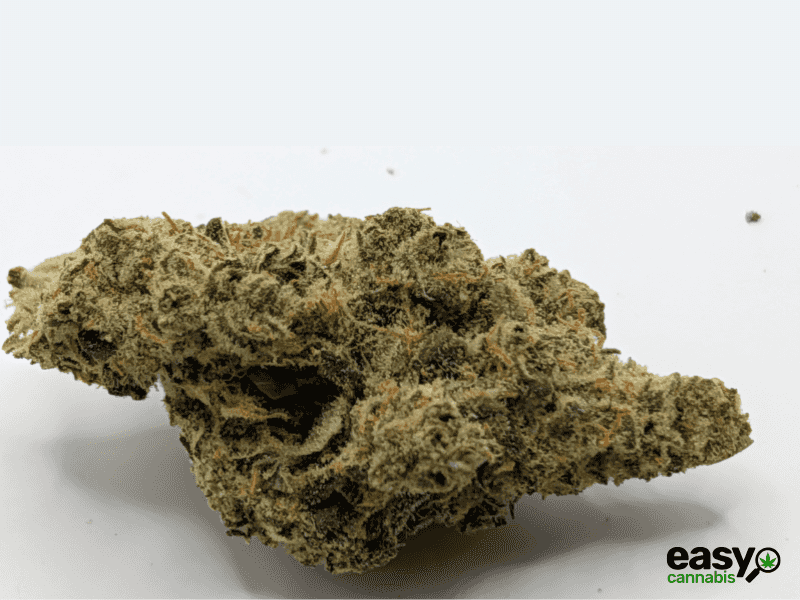 קנאביס רפואי תפרחת אלגרו - T22/C4 - Allegro מדוקאן יום - סאטיבה