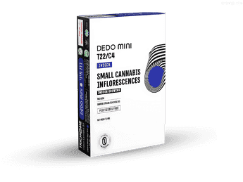 תפרחת דדו מיני - T22/C4 - Dedo Mini