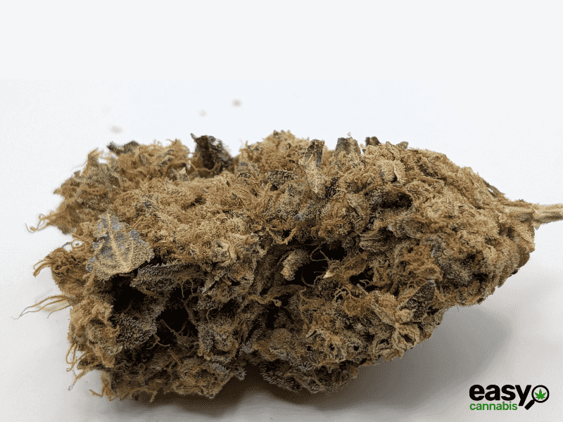 קנאביס רפואי תפרחת דוב סיקיי - T22/C4 - Doov CK איי.אמ.סי יום\לילה - היברידי