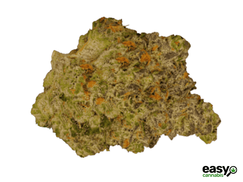 קנאביס רפואי תפרחת סולו דיטו - T22/C4 - SOLO Dito מדוקאן יום\לילה - היברידי