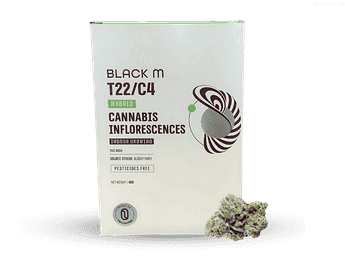 תפרחת בלאק אם - T22/C4 - Black M