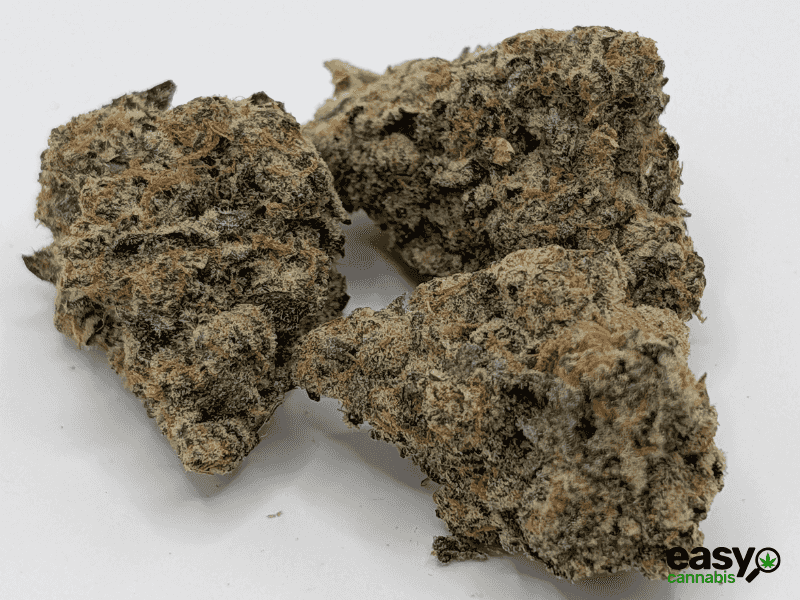 קנאביס רפואי תפרחת ארקו - T22/C4 - Arco שוגר ליף קאן יום - סאטיבה