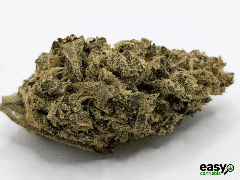 קנאביס רפואי תפרחת סנו לוטוס - T22/C4 - Snow Lotus פיס נטורלס לילה - אינדיקה