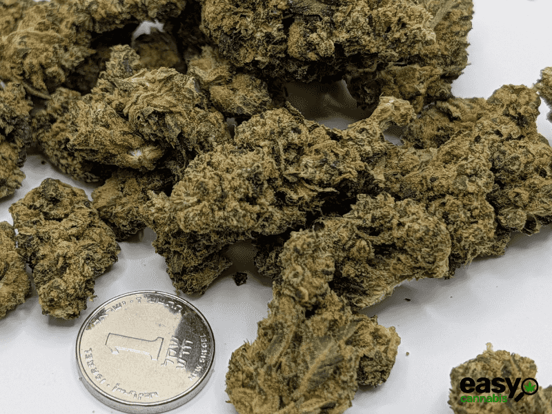 קנאביס רפואי תפרחת סנו לוטוס - T22/C4 - Snow Lotus פיס נטורלס לילה - אינדיקה