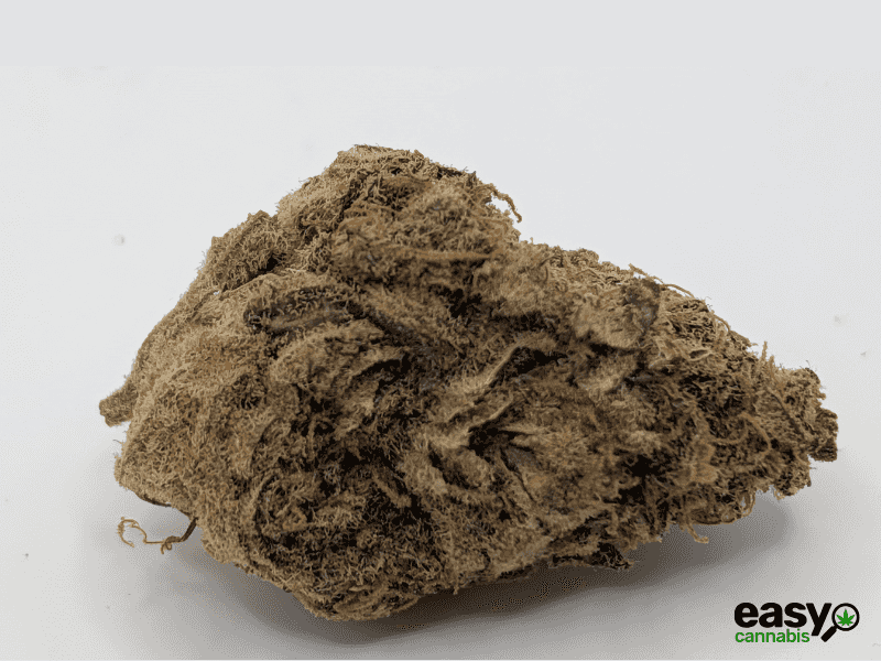 קנאביס רפואי תפרחת קיו-קוש - T22/C4 - Q-Kush גרין פארמה יום - סאטיבה