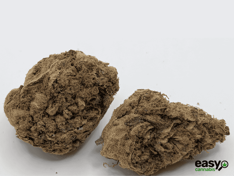 קנאביס רפואי תפרחת קיו-קוש - T22/C4 - Q-Kush גרין פארמה יום - סאטיבה