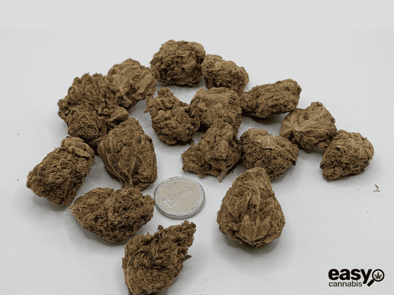 קנאביס רפואי תפרחת קיו-קוש - T22/C4 - Q-Kush גרין פארמה יום - סאטיבה