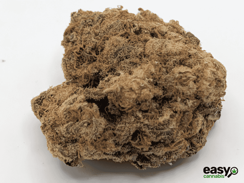 קנאביס רפואי תפרחת קיו-קוש - T22/C4 - Q-Kush גרין פארמה יום - סאטיבה