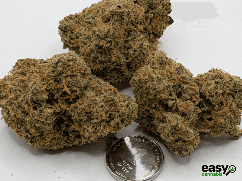 קנאביס רפואי תפרחת לגאטו  - T22/C4 - Legato מדוקאן לילה - אינדיקה