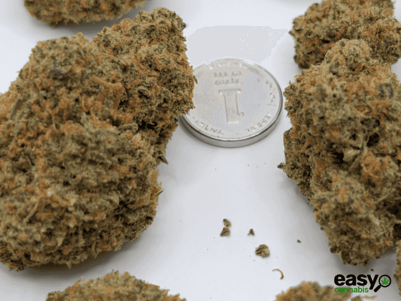 קנאביס רפואי תפרחת לגאטו  - T22/C4 - Legato מדוקאן לילה - אינדיקה