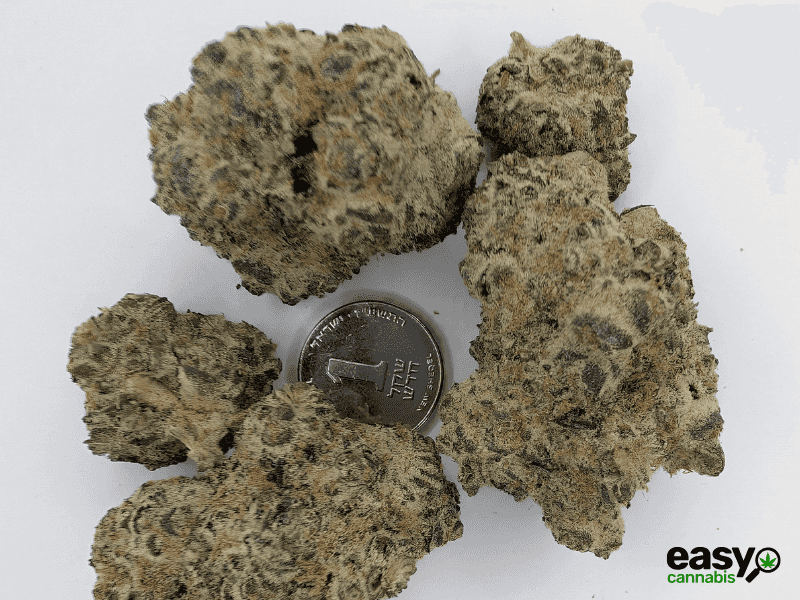 קנאביס רפואי תפרחת דאנטה - T22/C4 - Dante שיח מדיקל לילה - אינדיקה