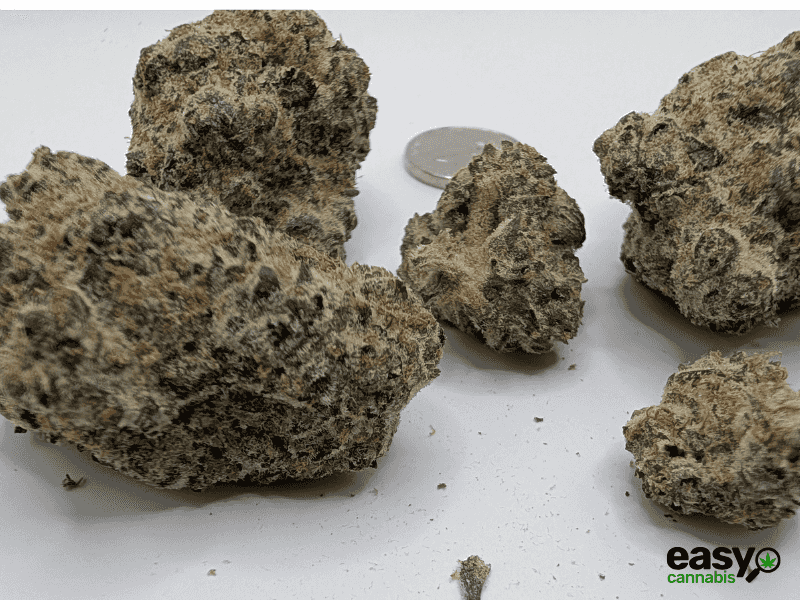 קנאביס רפואי תפרחת דאנטה - T22/C4 - Dante שיח מדיקל לילה - אינדיקה