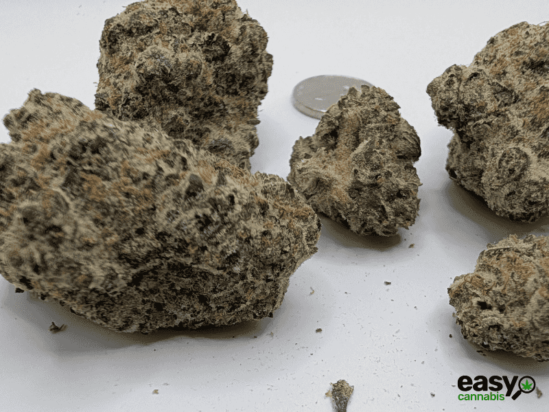 קנאביס רפואי תפרחת דאנטה - T22/C4 - Dante שיח מדיקל לילה - אינדיקה