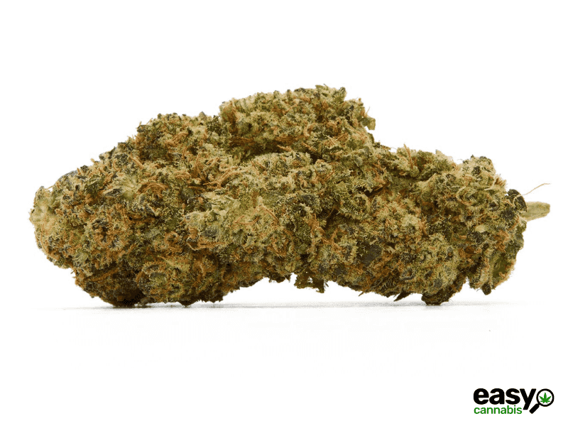 קנאביס רפואי תפרחת פאנק פי - T22/C4 - Fank P איי.אמ.סי יום - סאטיבה