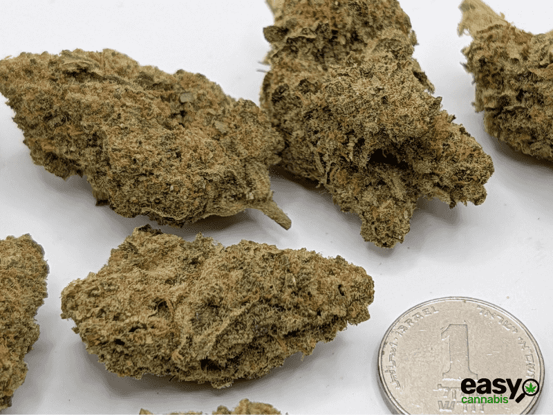 קנאביס רפואי תפרחת דאבליו רינו - T22/C4 - W Rinoo גרינקום לילה - אינדיקה