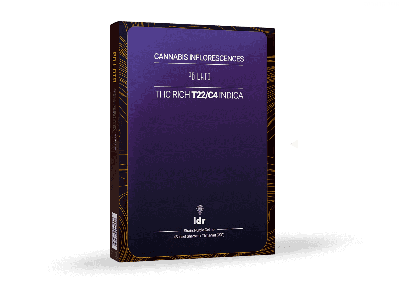 קנאביס רפואי תפרחת פיג'י לאטו - T22/C4 - PG Lato קנדוק לילה - אינדיקה