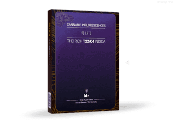 תפרחת פיג'י לאטו - T22/C4 - PG Lato