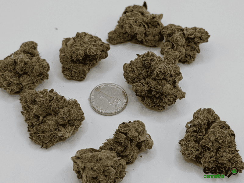 קנאביס רפואי תפרחת טי&או - T22/C4 - T&O טריכום לילה - אינדיקה