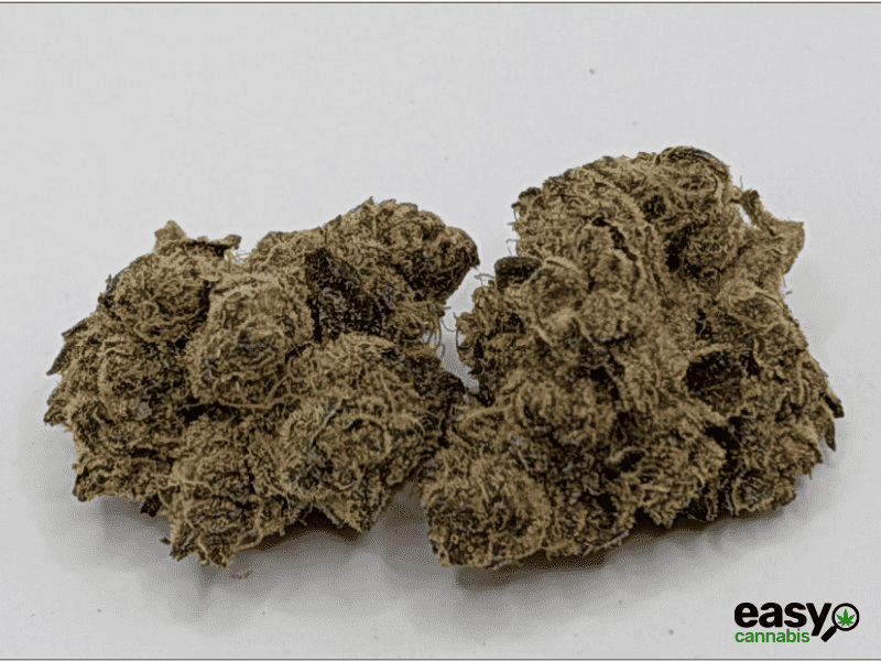 קנאביס רפואי תפרחת טי&או - T22/C4 - T&O טריכום לילה - אינדיקה