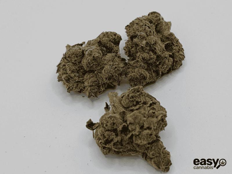 קנאביס רפואי תפרחת טי&או - T22/C4 - T&O טריכום לילה - אינדיקה