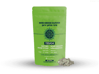 תפרחת גרין קלובר מיני - T22/C4 - Mini Green Clover