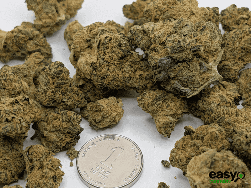 קנאביס רפואי תפרחת טנג'י קוש - T22/C4 - Tangie Kush פיס נטורלס לילה - אינדיקה