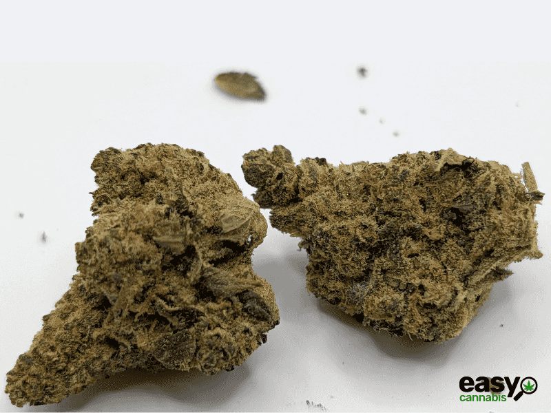 קנאביס רפואי תפרחת טנג'י קוש - T22/C4 - Tangie Kush פיס נטורלס לילה - אינדיקה