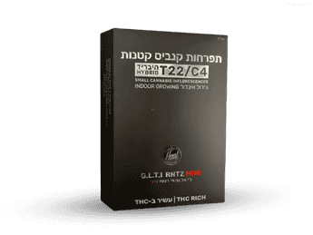 תפרחת ג.ל.ט.י רנטז מיני - T22/C4 - G.L.T.I RNTZ Mini