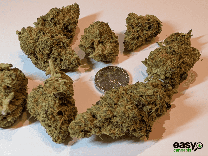 קנאביס רפואי תפרחת סי ג'יי (CJ) - T22/C4 - CJ טריכום לילה - אינדיקה