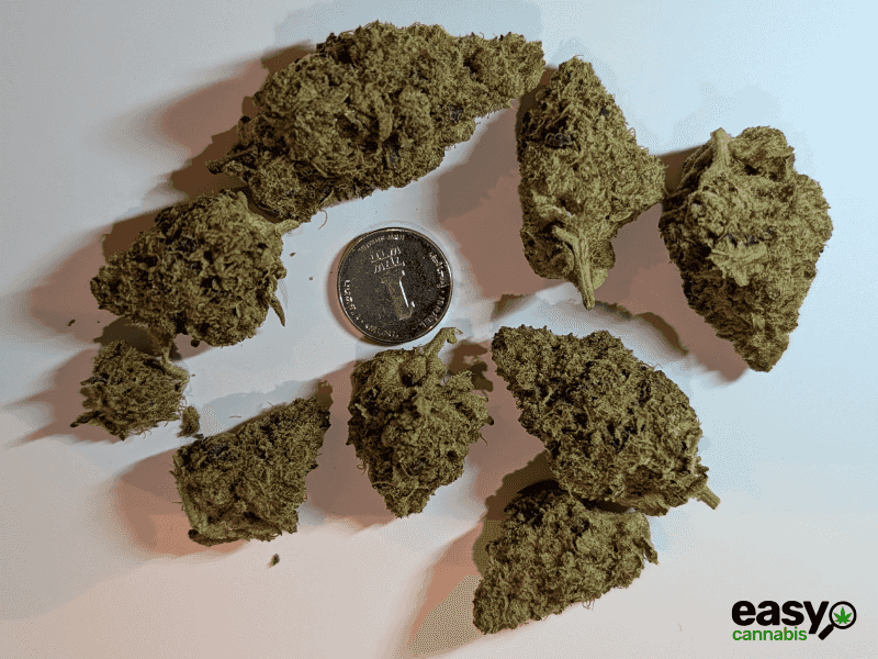 קנאביס רפואי תפרחת סי ג'יי (CJ) - T22/C4 - CJ טריכום לילה - אינדיקה