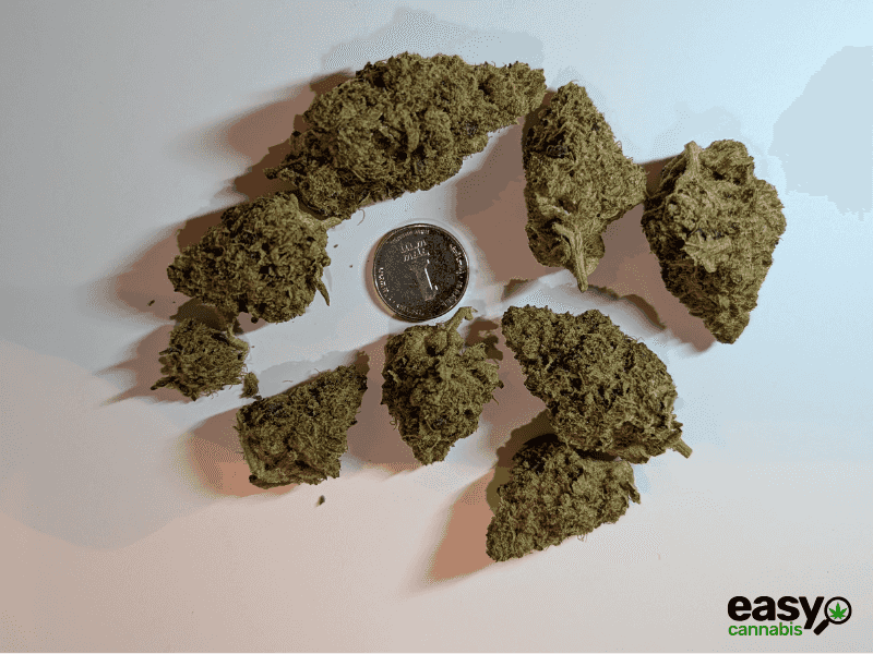 קנאביס רפואי תפרחת סי ג'יי (CJ) - T22/C4 - CJ טריכום לילה - אינדיקה