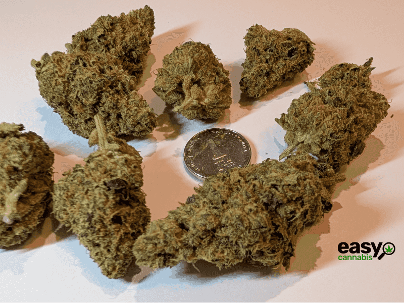 קנאביס רפואי תפרחת סי ג'יי (CJ) - T22/C4 - CJ טריכום לילה - אינדיקה