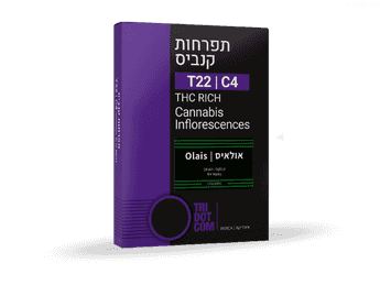 תפרחת אולאיס - T22/C4 - Olais