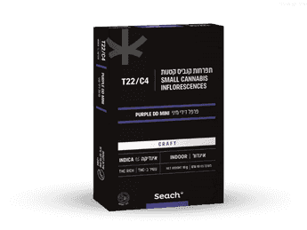 תפרחת פרפל דידי מיני - T22/C4 - Purple DD Mini