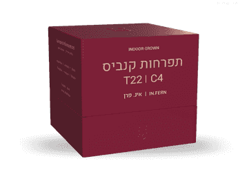 תפרחת אינ פרן - T22/C4 - IN FERN