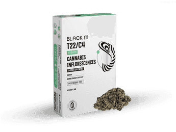 תפרחת בלאק אם - T22/C4 - Black M