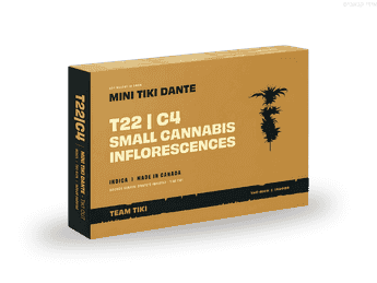 תפרחת טיקי דאנטה מיני - T22/C4 - Tiki Dante Mini