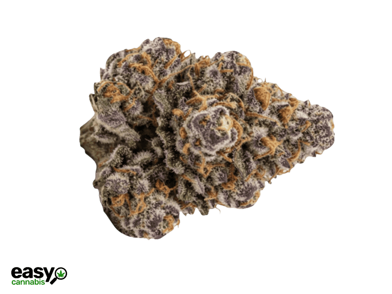 קנאביס רפואי תפרחת גריפין מיני - T22/C4 - Griffiin Mini נובה קנאביס לילה - אינדיקה