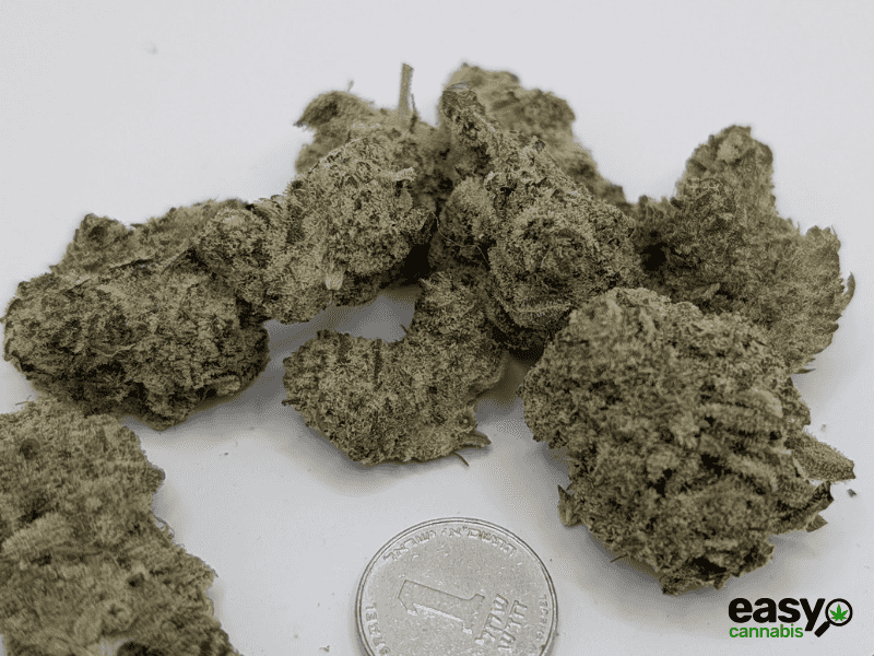 קנאביס רפואי תפרחת אף.אף - T22/C4 - F.F קנאבר לילה - אינדיקה