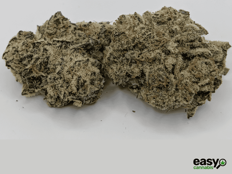 קנאביס רפואי תפרחת אף.אף - T22/C4 - F.F קנאבר לילה - אינדיקה