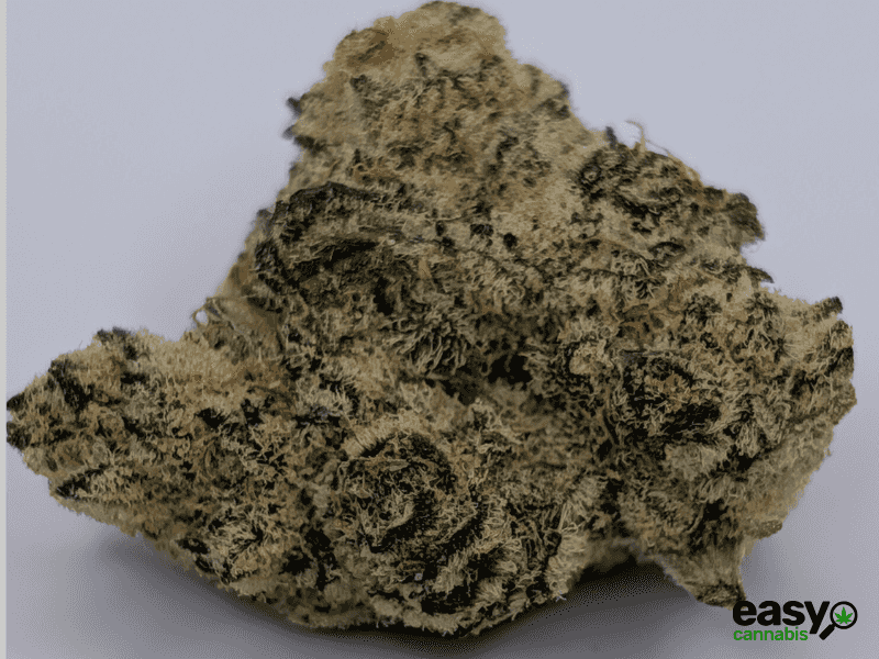 קנאביס רפואי תפרחת אף.אף - T22/C4 - F.F קנאבר לילה - אינדיקה